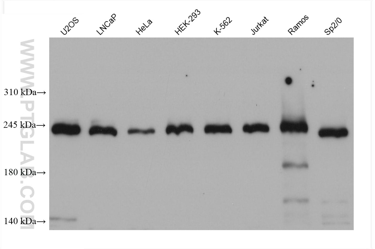 Western Blot (WB) analysis of U2OS cells using DICER1 Monoclonal antibody (68375-1-Ig)