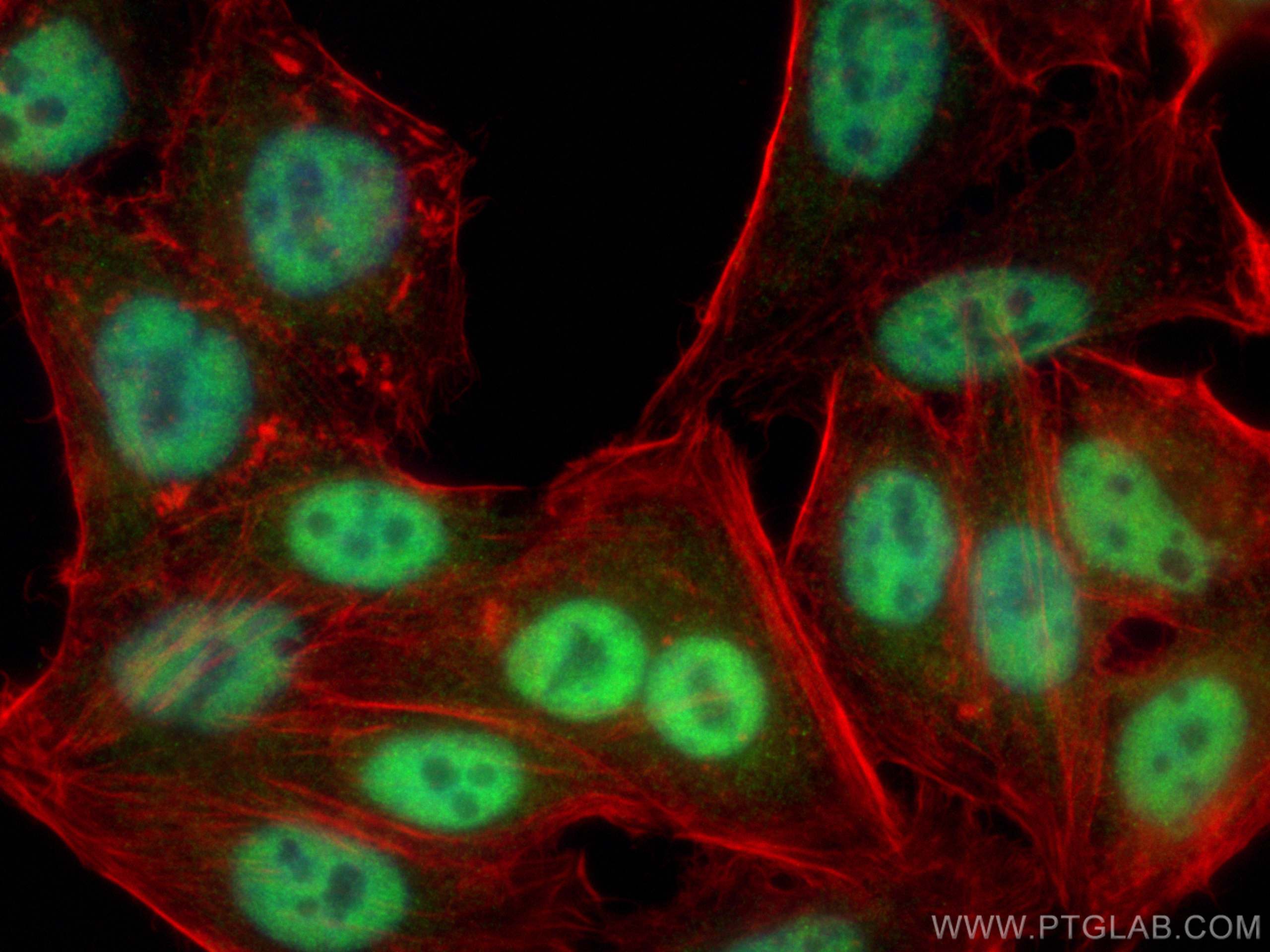 Immunofluorescence (IF) / fluorescent staining of HepG2 cells using DIDO1 Polyclonal antibody (10183-1-AP)