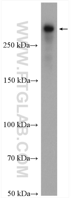 Western Blot (WB) analysis of Raji cells using DIDO1 Polyclonal antibody (10183-1-AP)