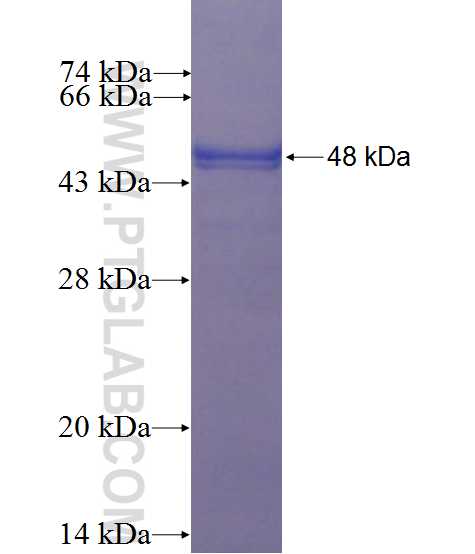 DIDO1 fusion protein Ag0237 SDS-PAGE