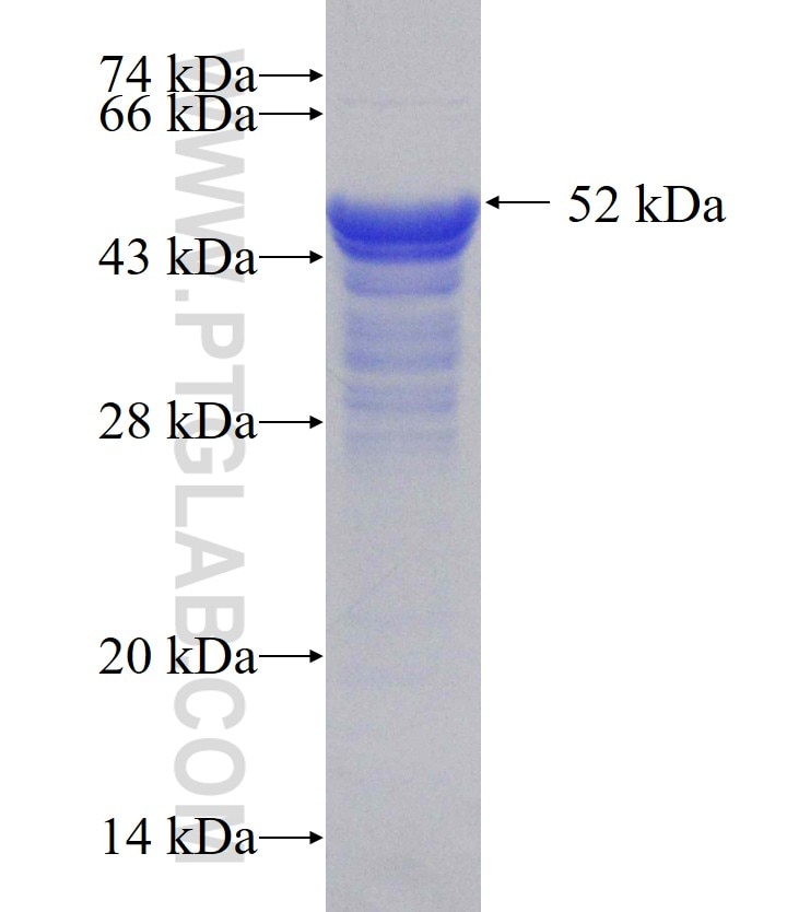 DIDO1 fusion protein Ag0237 SDS-PAGE