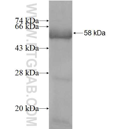 DIDO1 fusion protein Ag7962 SDS-PAGE