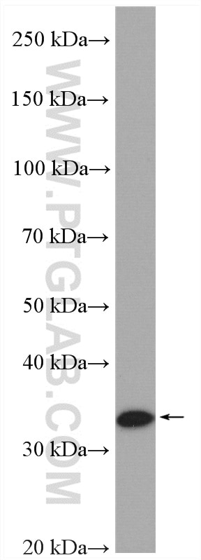 Western Blot (WB) analysis of Raji cells using DIMT1L Polyclonal antibody (15563-1-AP)