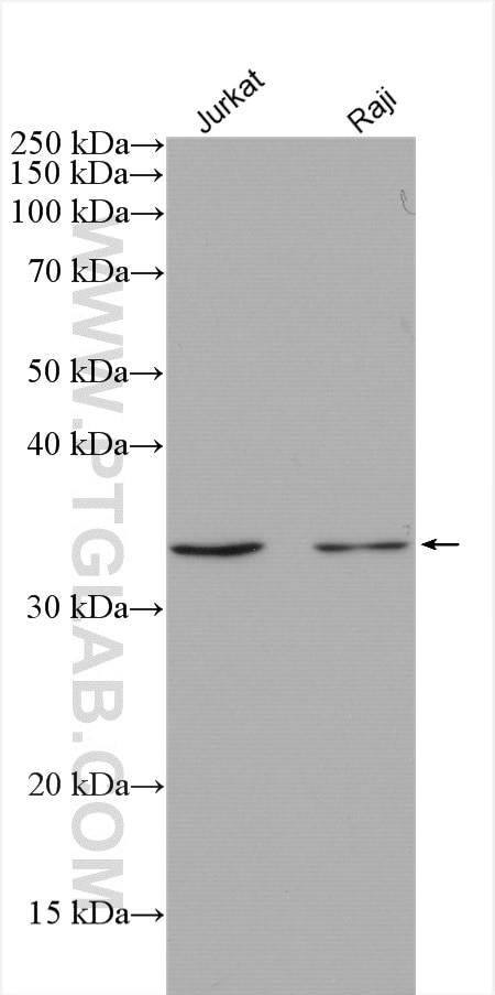 Western Blot (WB) analysis of various lysates using DIMT1L Polyclonal antibody (15563-1-AP)