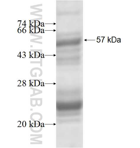 DIMT1L fusion protein Ag7721 SDS-PAGE