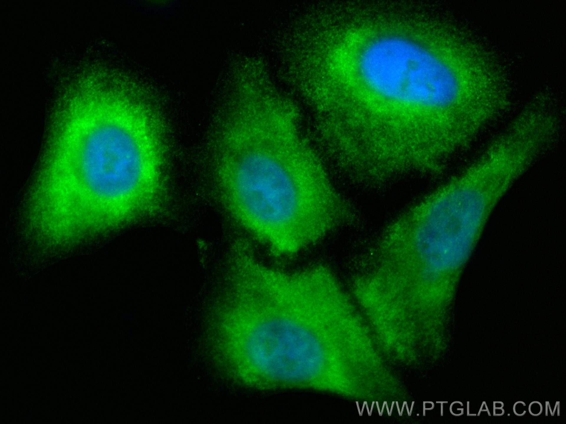 IF Staining of A549 using CL488-11790