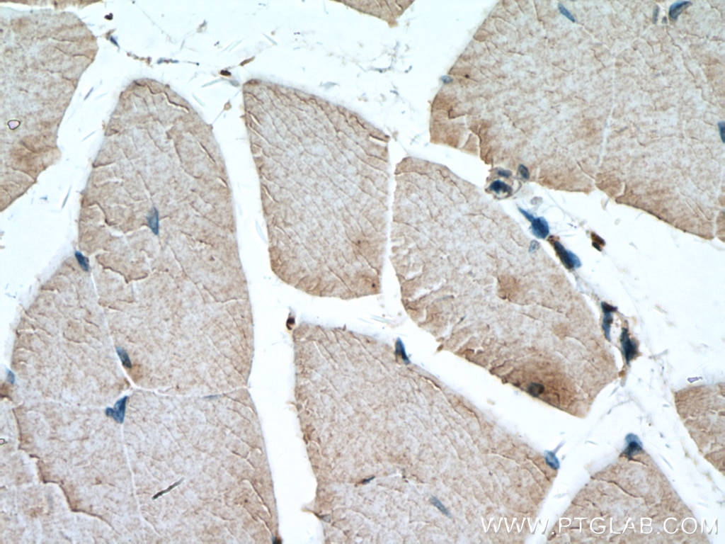 Immunohistochemistry (IHC) staining of mouse skeletal muscle tissue using DIO2 Monoclonal antibody (66813-1-Ig)