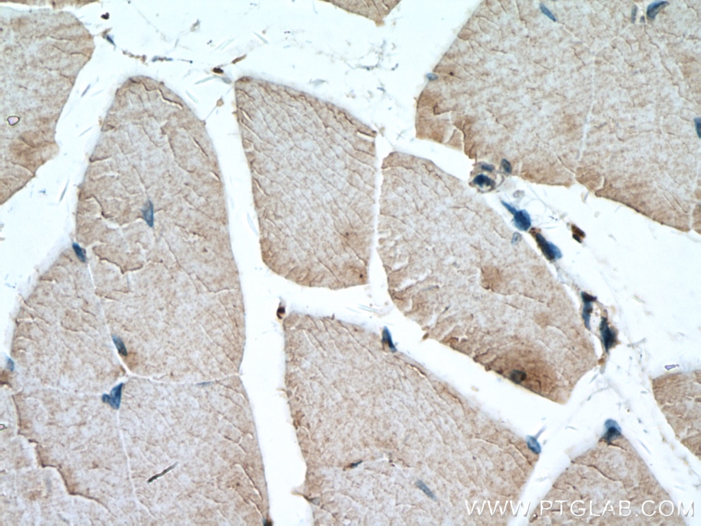 IHC staining of mouse skeletal muscle using 66813-1-Ig