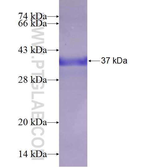 DIO2 fusion protein Ag24057 SDS-PAGE
