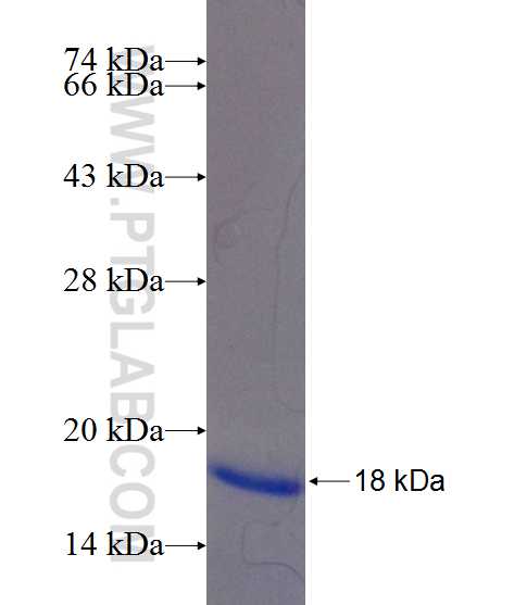 DIO3 fusion protein Ag24619 SDS-PAGE