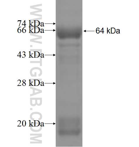 DIP2A fusion protein Ag4307 SDS-PAGE
