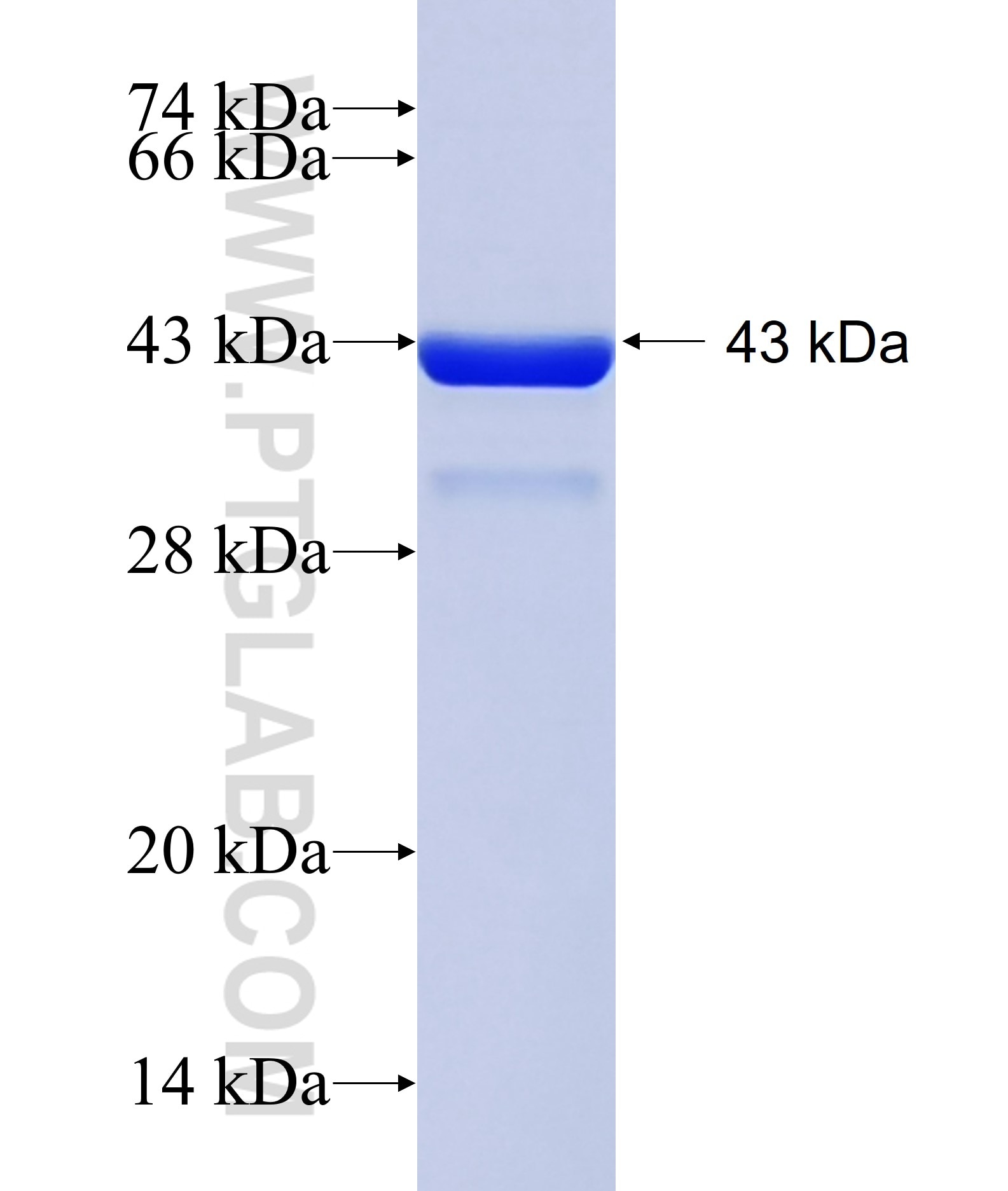DIP2C fusion protein Ag34854 SDS-PAGE