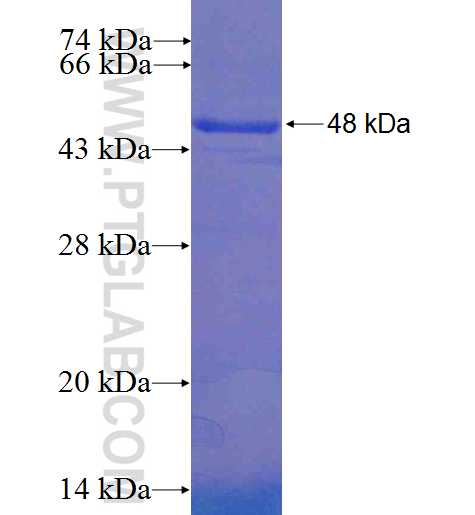 DIRAS1 fusion protein Ag3329 SDS-PAGE