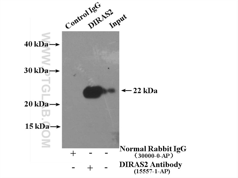 Immunoprecipitation (IP) experiment of mouse brain tissue using DIRAS2 Polyclonal antibody (15557-1-AP)