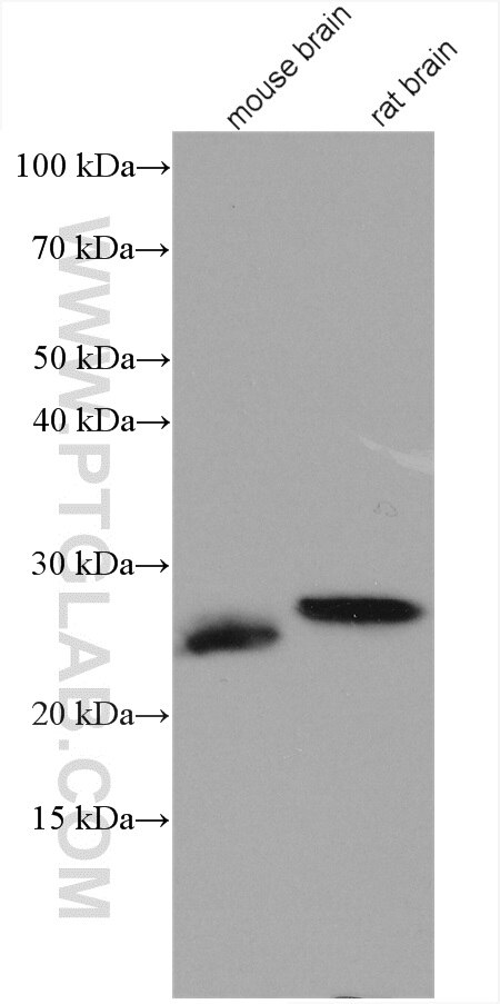 Western Blot (WB) analysis of various lysates using DIRAS2 Polyclonal antibody (15557-1-AP)