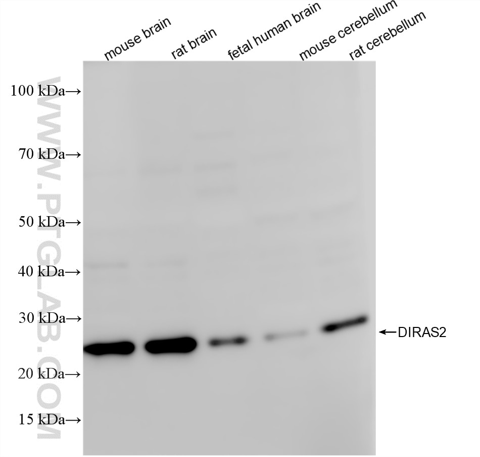 Western Blot (WB) analysis of various lysates using DIRAS2 Recombinant monoclonal antibody (86460-1-RR)