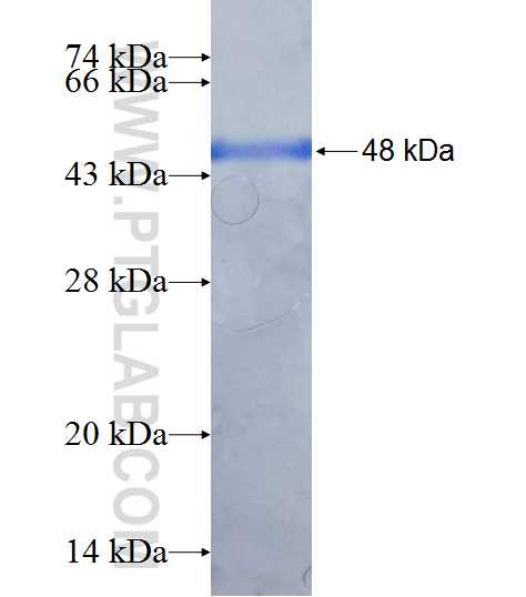 DIRAS2 fusion protein Ag7926 SDS-PAGE