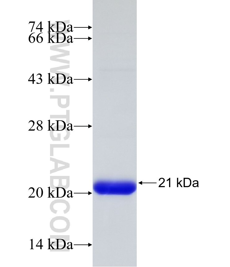 DIRAS3 fusion protein Ag26917 SDS-PAGE