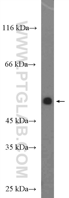 Western Blot (WB) analysis of MCF-7 cells using DIRC2 Polyclonal antibody (26750-1-AP)