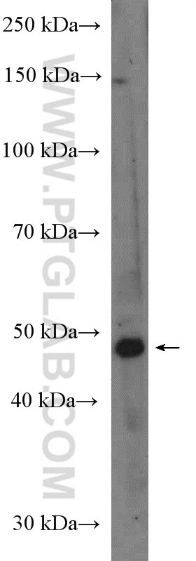 Western Blot (WB) analysis of PC-3 cells using DIRC2 Polyclonal antibody (26750-1-AP)