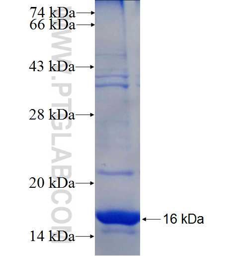 DIRC2 fusion protein Ag24687 SDS-PAGE