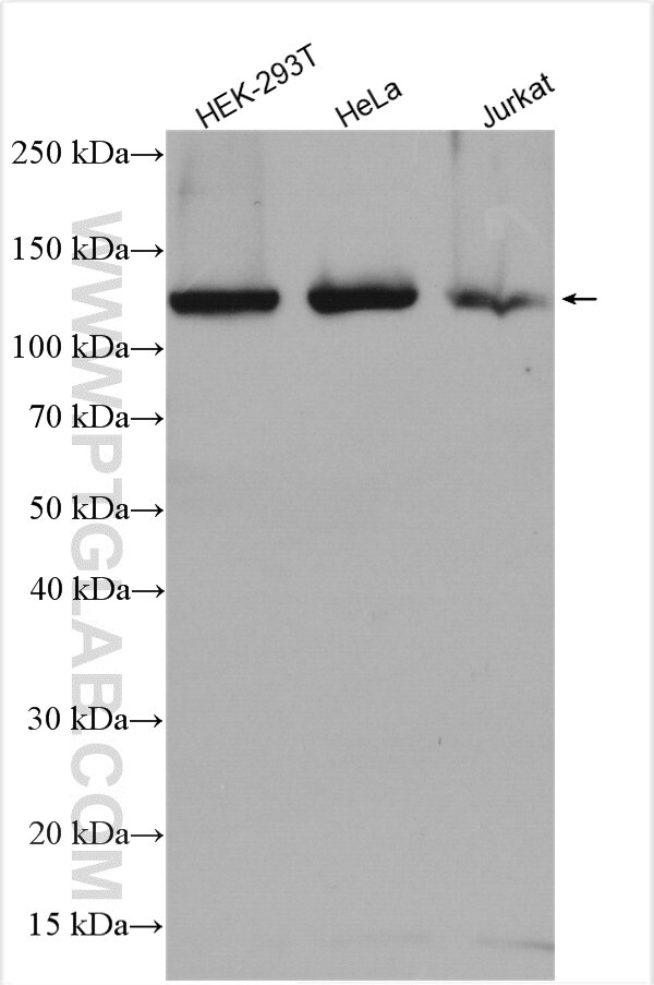 Western Blot (WB) analysis of various lysates using DIS3 Polyclonal antibody (14689-1-AP)
