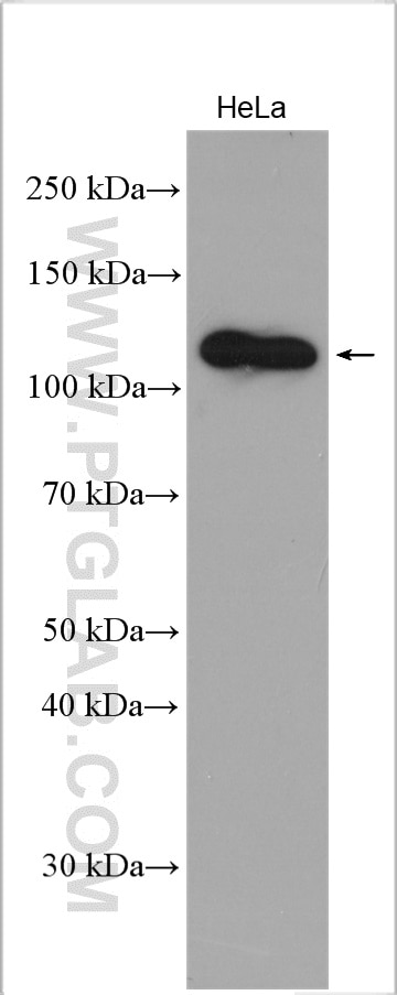 Western Blot (WB) analysis of various lysates using DIS3 Polyclonal antibody (29664-1-AP)