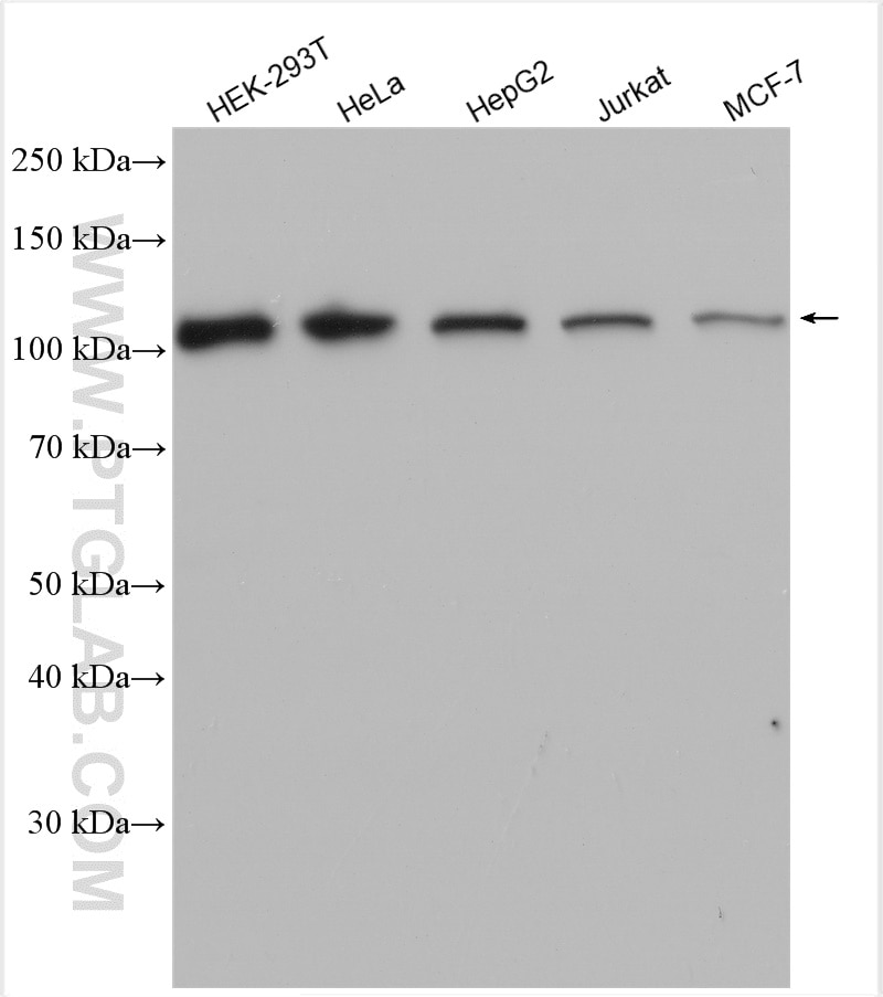 Western Blot (WB) analysis of various lysates using DIS3 Polyclonal antibody (29664-1-AP)
