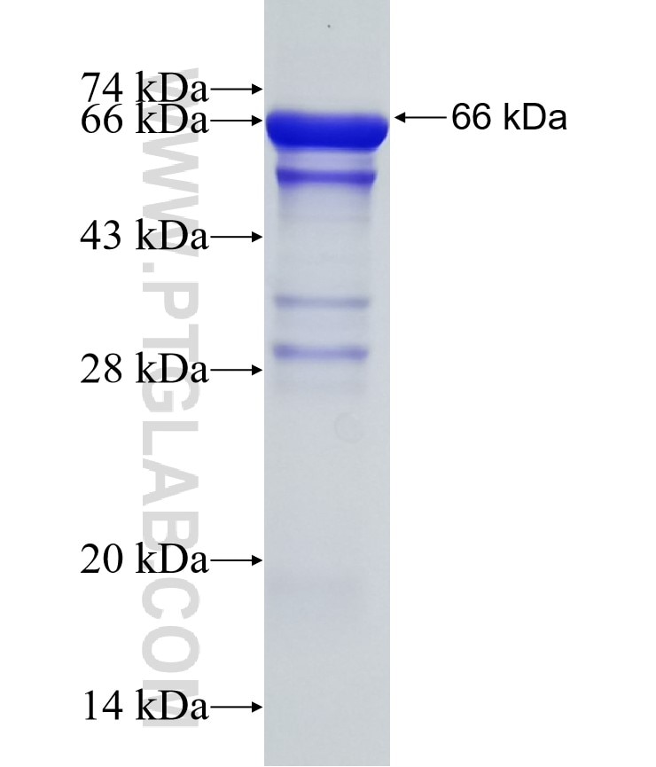DIS3 fusion protein Ag31711 SDS-PAGE