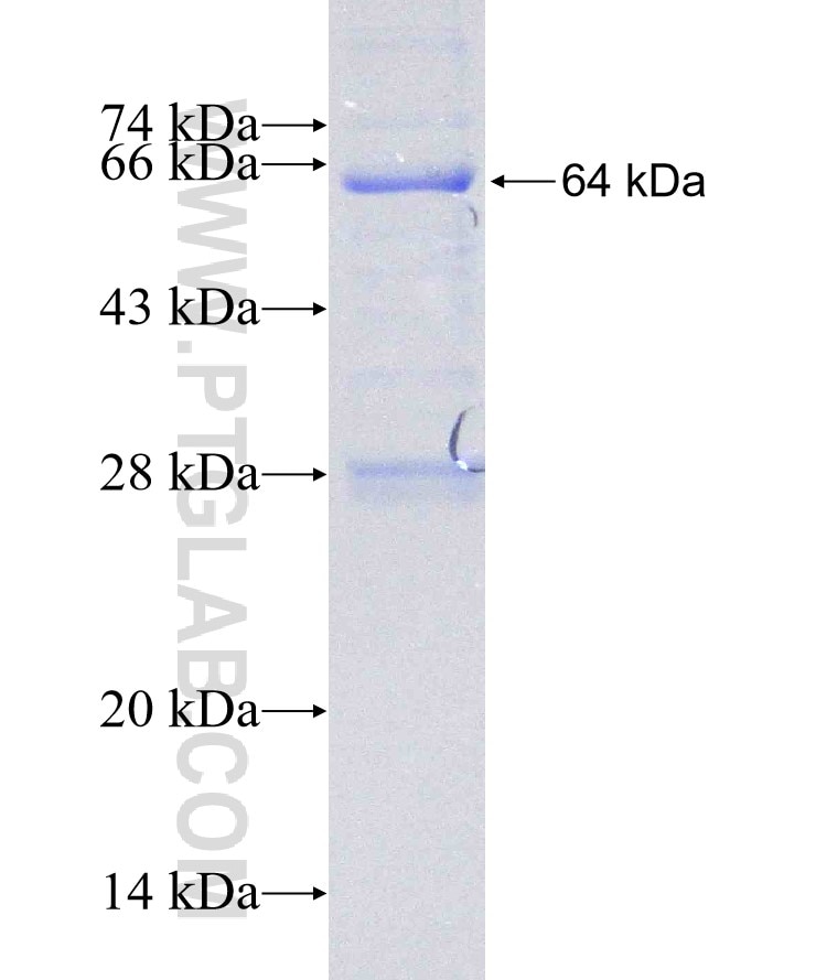 DIS3 fusion protein Ag6117 SDS-PAGE