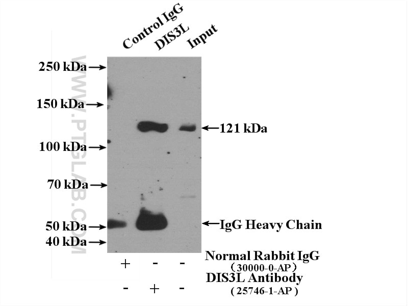Immunoprecipitation (IP) experiment of K-562 cells using DIS3L Polyclonal antibody (25746-1-AP)