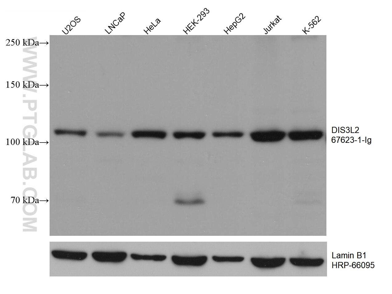 Western Blot (WB) analysis of various lysates using DIS3L2 Monoclonal antibody (67623-1-Ig)