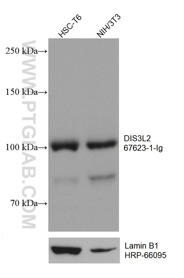 Western Blot (WB) analysis of various lysates using DIS3L2 Monoclonal antibody (67623-1-Ig)