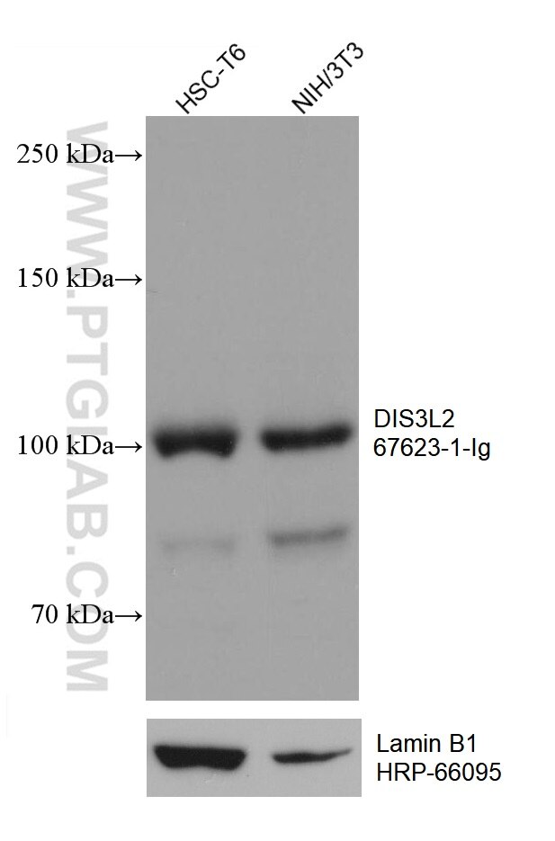 WB analysis using 67623-1-Ig