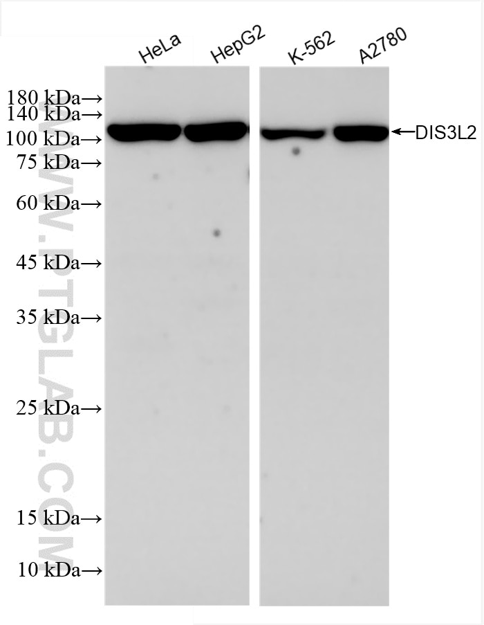 Western Blot (WB) analysis of various lysates using DIS3L2 Recombinant antibody (86034-1-RR)