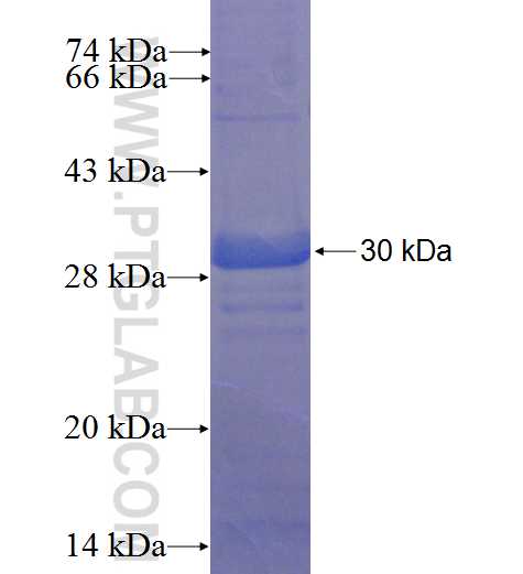 DIS3L2 fusion protein Ag22995 SDS-PAGE