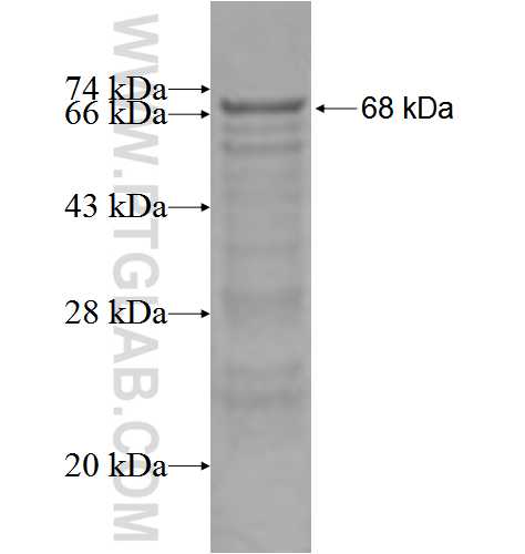 DISP1 fusion protein Ag2670 SDS-PAGE