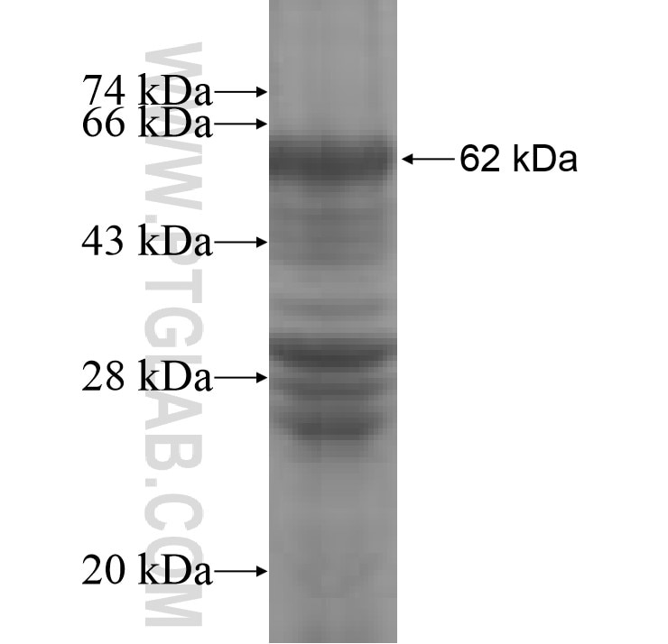 DISP1 fusion protein Ag8336 SDS-PAGE