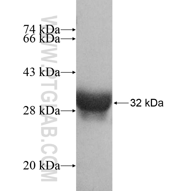 DISP1 fusion protein Ag8431 SDS-PAGE