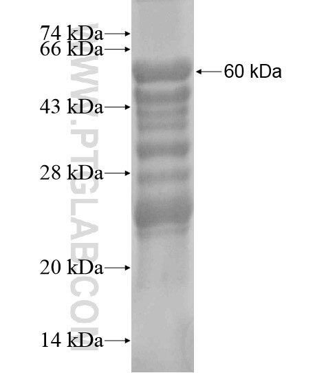 DISP2 fusion protein Ag20127 SDS-PAGE
