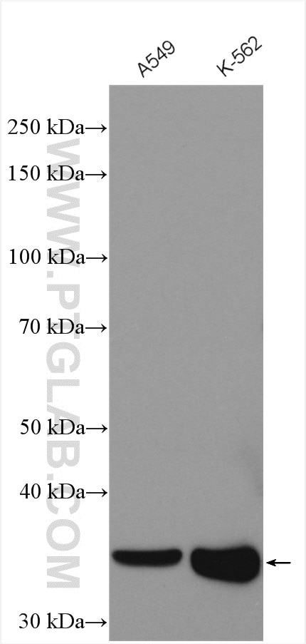 Western Blot (WB) analysis of various lysates using DKK1 Polyclonal antibody (21112-1-AP)