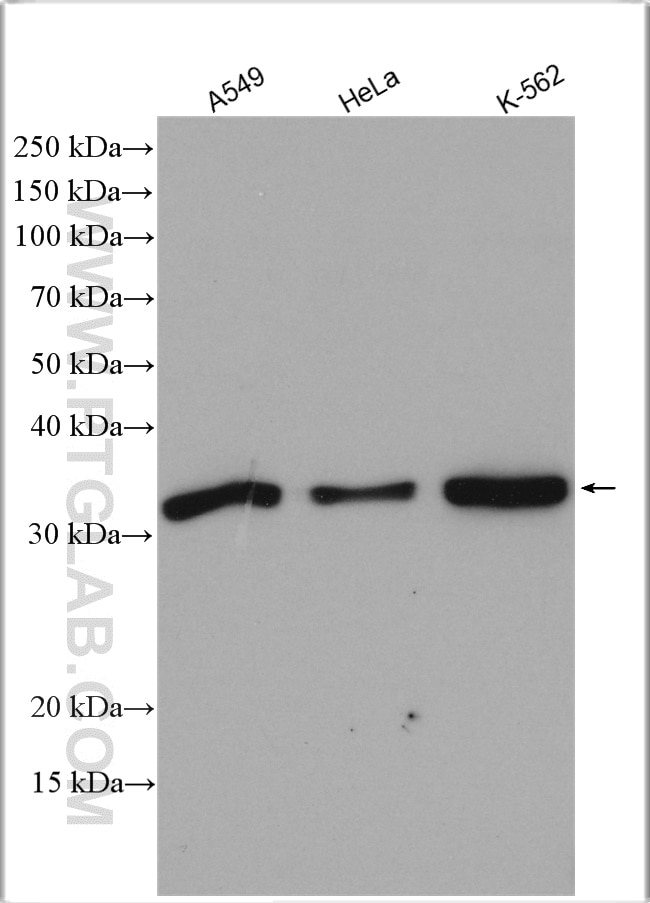 Western Blot (WB) analysis of various lysates using DKK1 Polyclonal antibody (21112-1-AP)