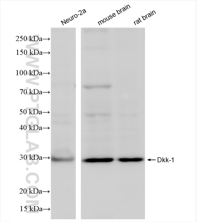 Western Blot (WB) analysis of various lysates using DKK1 Recombinant antibody (86207-1-RR)