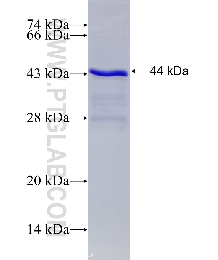 DKK1 fusion protein Ag15110 SDS-PAGE