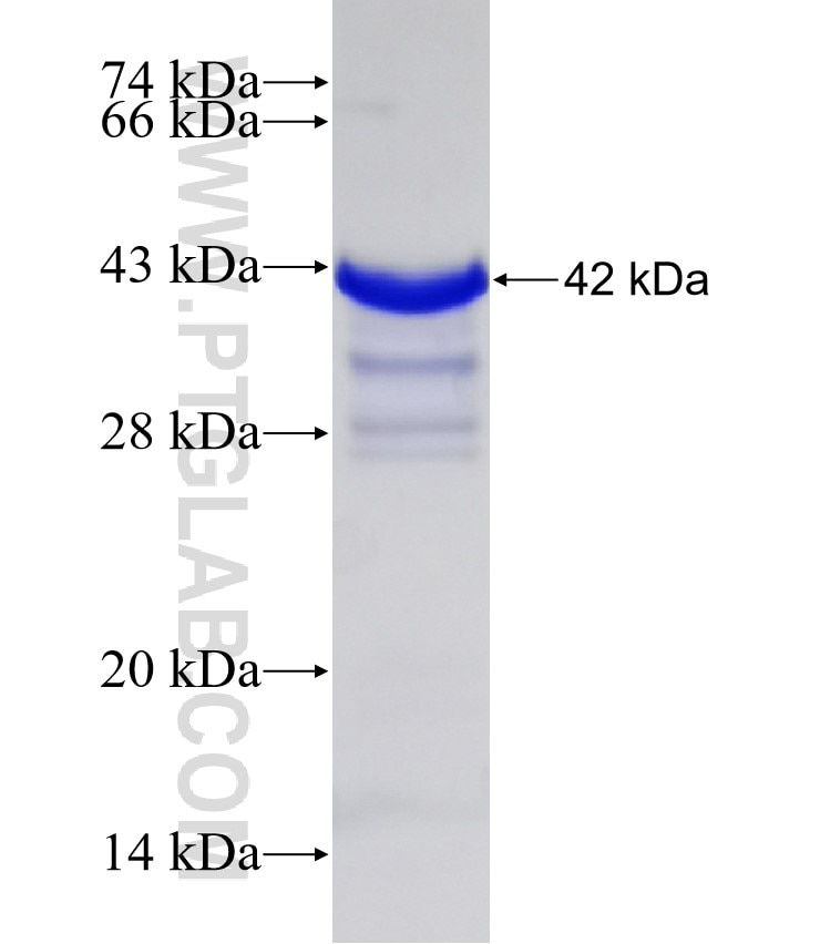 DKK2 fusion protein Ag30596 SDS-PAGE