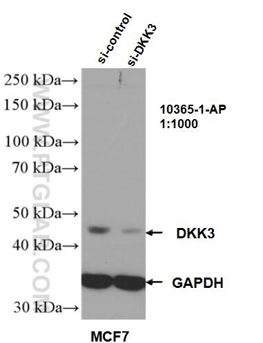 Western Blot (WB) analysis of MCF-7 cells using DKK3 Polyclonal antibody (10365-1-AP)