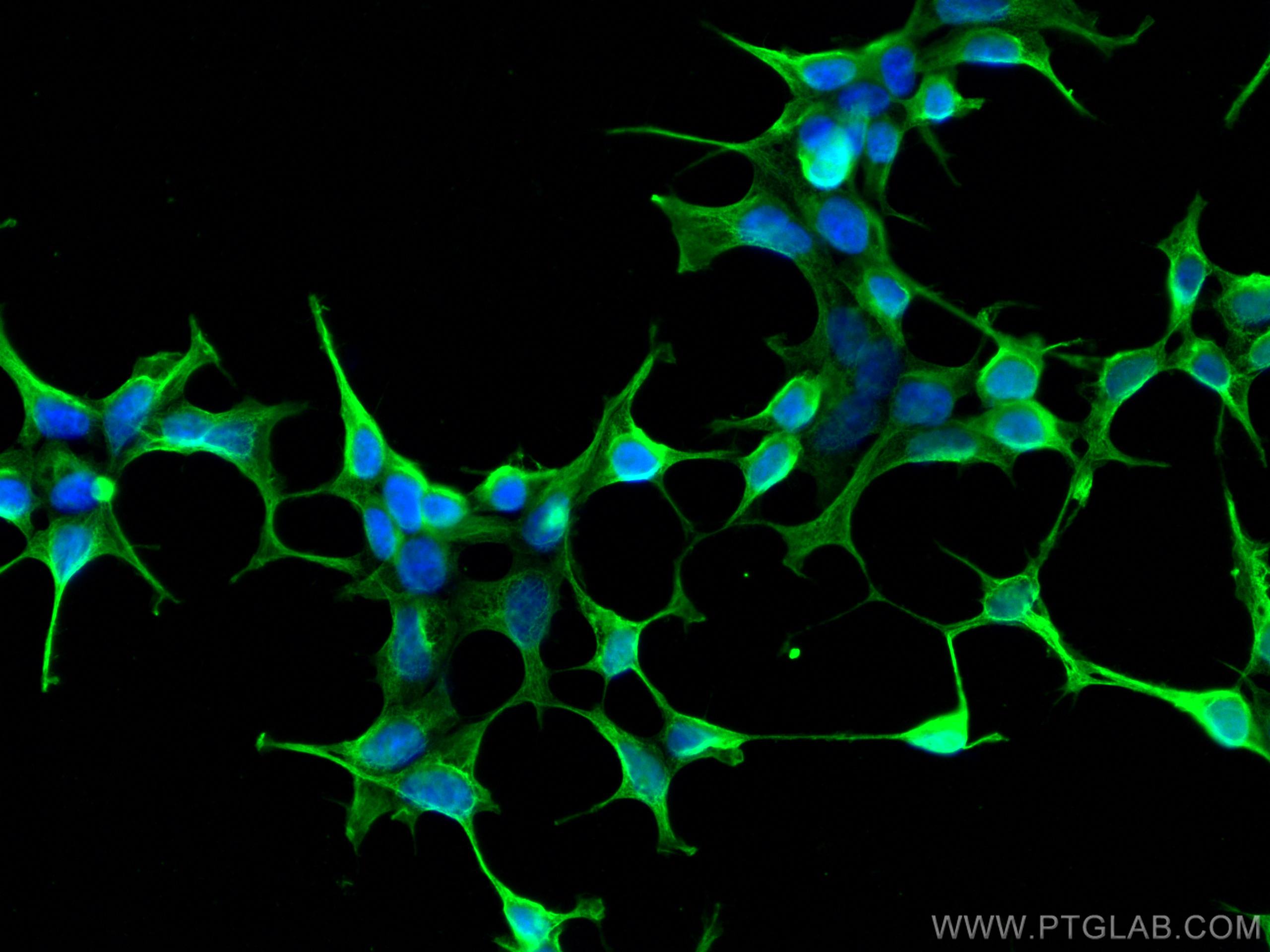 Immunofluorescence (IF) / fluorescent staining of HEK-293 cells using DKK3 Monoclonal antibody (66758-1-Ig)