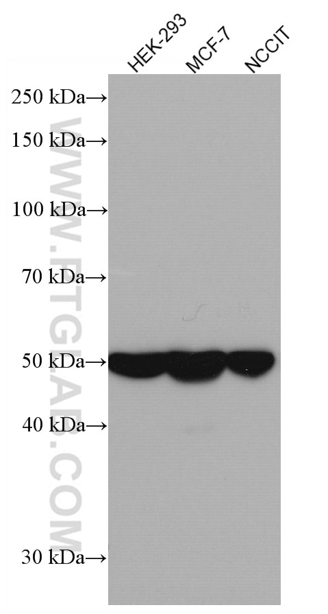 Western Blot (WB) analysis of various lysates using DKK3 Monoclonal antibody (66758-1-Ig)