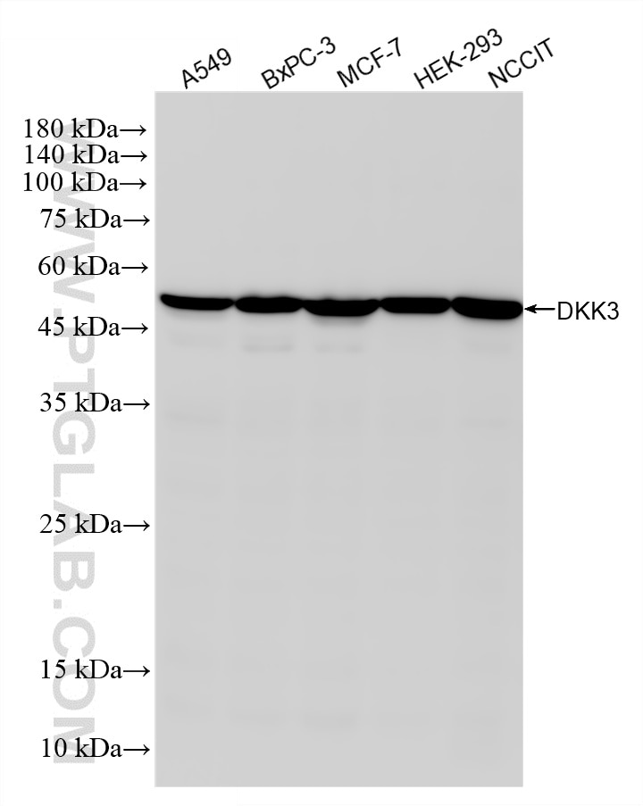 Western Blot (WB) analysis of various lysates using DKK3 Recombinant monoclonal antibody (87713-1-RR)