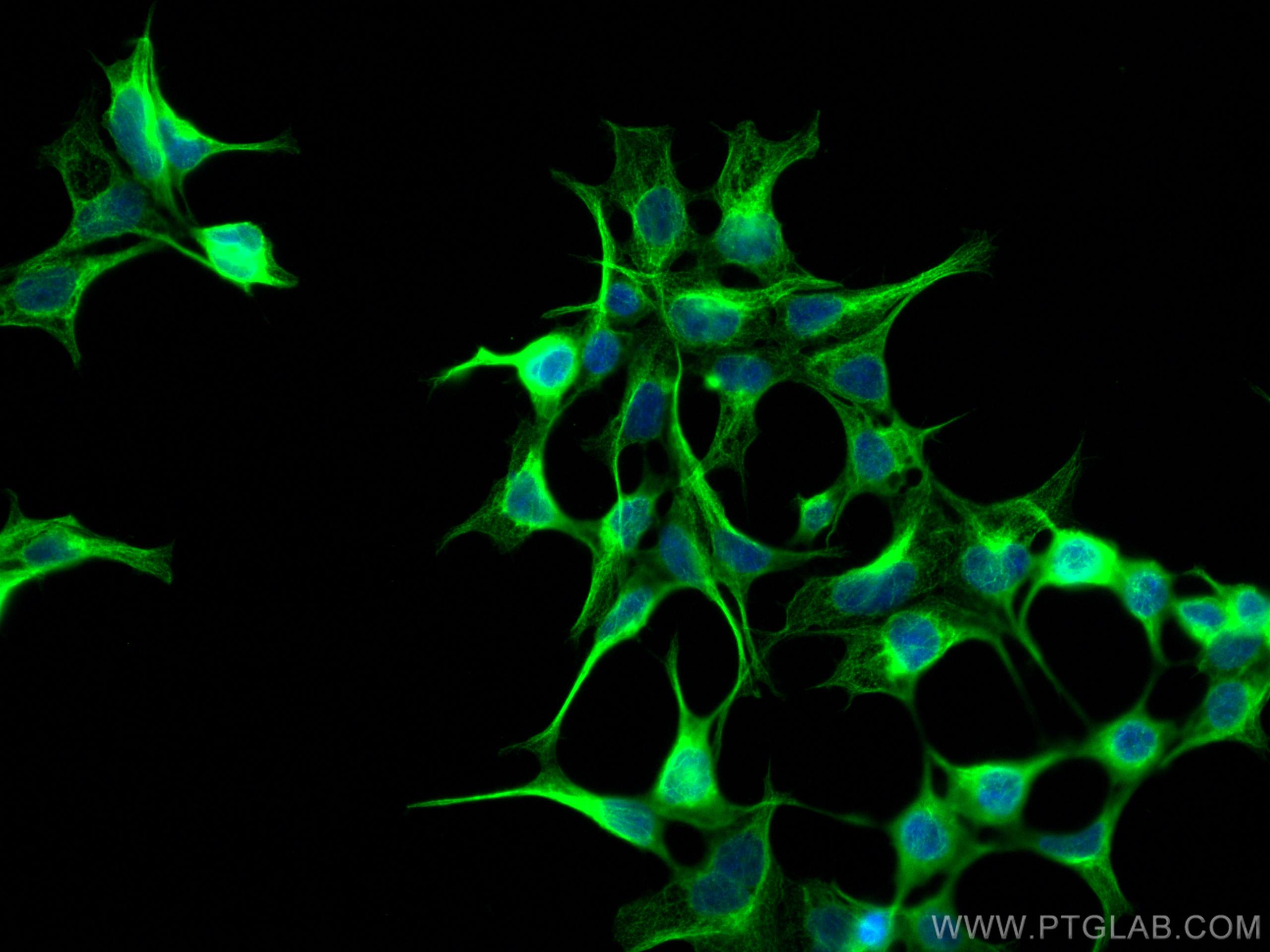 Immunofluorescence (IF) / fluorescent staining of HEK-293 cells using CoraLite® Plus 488-conjugated DKK3 Monoclonal anti (CL488-66758)